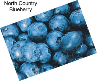 North Country Blueberry