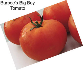Burpee\'s Big Boy Tomato