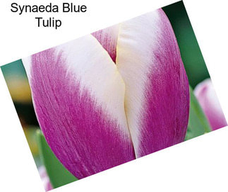 Synaeda Blue Tulip