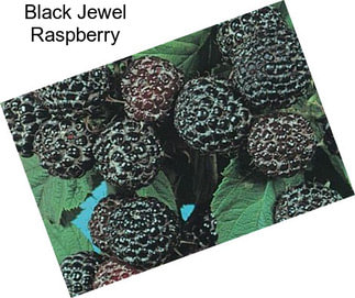 Black Jewel Raspberry