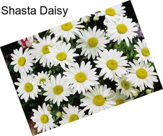 Shasta Daisy