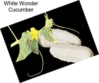 White Wonder Cucumber