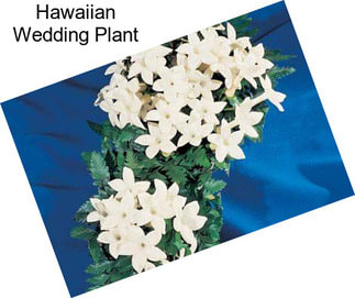 Hawaiian Wedding Plant