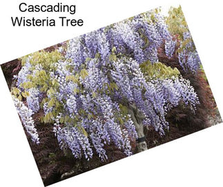 Cascading Wisteria Tree