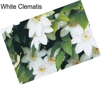 White Clematis