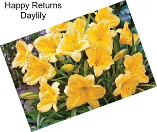 Happy Returns Daylily