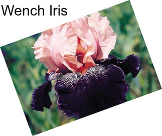 Wench Iris