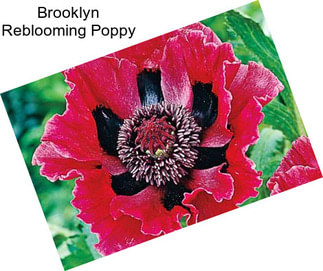 Brooklyn Reblooming Poppy