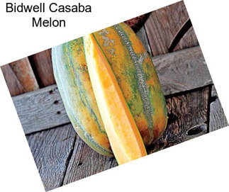 Bidwell Casaba Melon