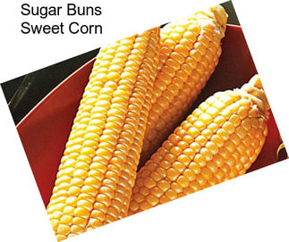 Sugar Buns Sweet Corn