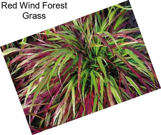 Red Wind Forest Grass