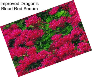 Improved Dragon\'s Blood Red Sedum