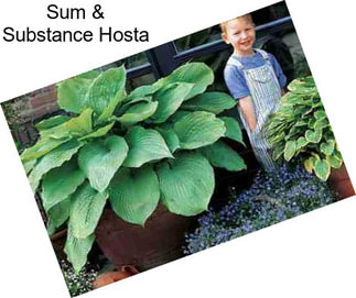 Sum & Substance Hosta