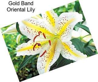 Gold Band Oriental Lily