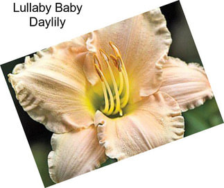 Lullaby Baby Daylily