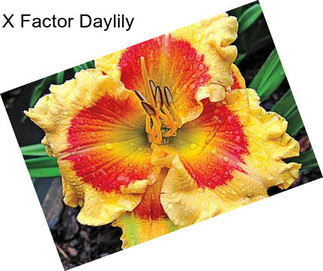 X Factor Daylily