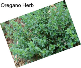 Oregano Herb