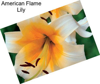 American Flame Lily