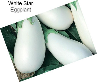 White Star Eggplant