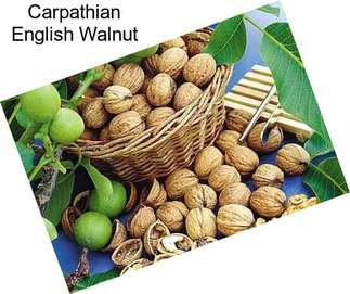 Carpathian English Walnut