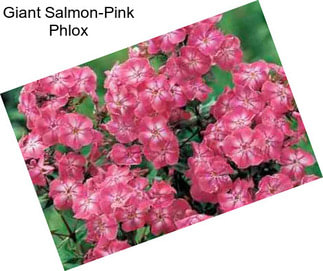 Giant Salmon-Pink Phlox