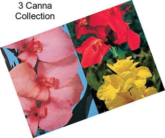 3 Canna Collection