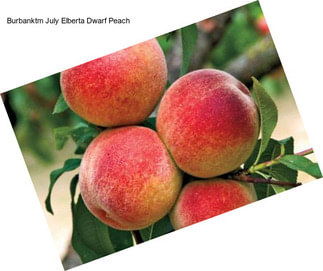 Burbanktm July Elberta Dwarf Peach