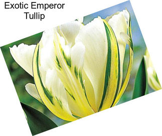 Exotic Emperor Tullip