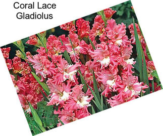 Coral Lace Gladiolus