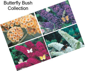 Butterfly Bush Collection