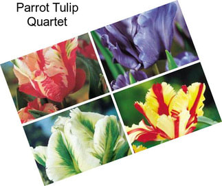 Parrot Tulip Quartet