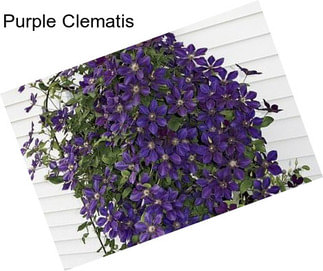 Purple Clematis