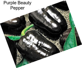 Purple Beauty Pepper