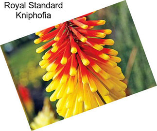 Royal Standard Kniphofia