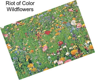 Riot of Color Wildflowers