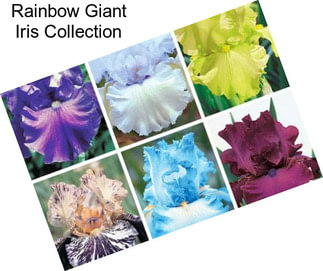 Rainbow Giant Iris Collection