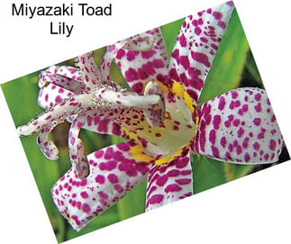 Miyazaki Toad Lily