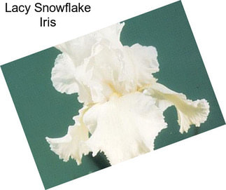 Lacy Snowflake Iris