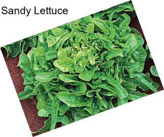 Sandy Lettuce