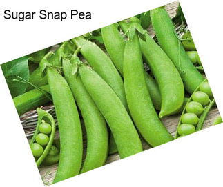 Sugar Snap Pea