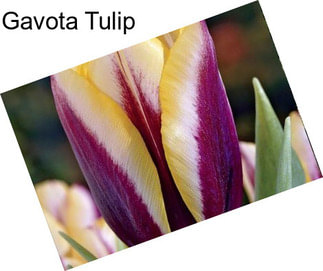 Gavota Tulip