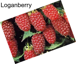 Loganberry