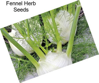 Fennel Herb Seeds