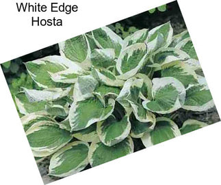 White Edge Hosta