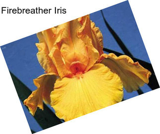 Firebreather Iris