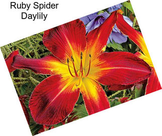 Ruby Spider Daylily