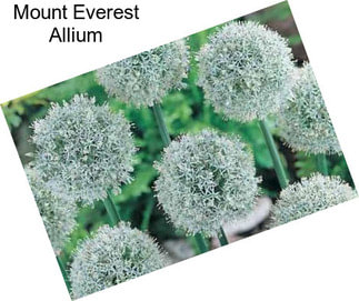 Mount Everest Allium