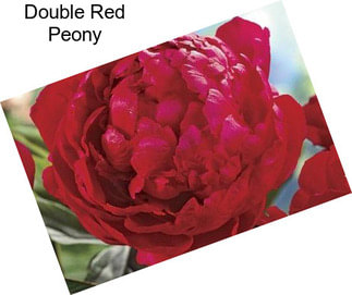 Double Red Peony