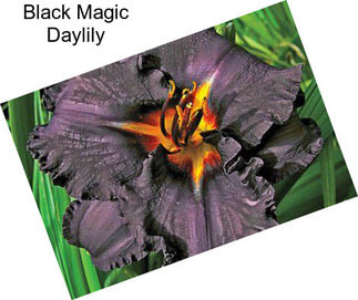 Black Magic Daylily