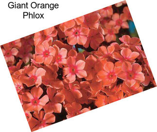 Giant Orange Phlox